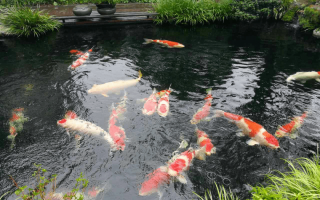 鱼塘补单效果深度解析