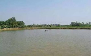 鱼塘平台补单安全措施全面解析