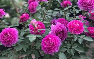 淘宝店铺数据分析技巧，提升销量与优化策略