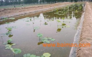 万人鱼塘补单平台，连接商家与消费者的新型桥梁