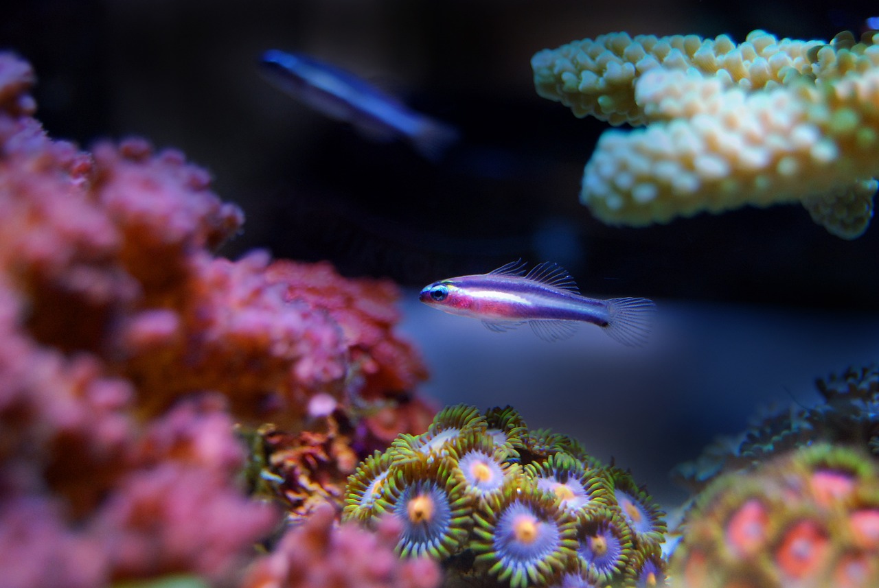 十大特别美丽奇特的海洋生物排行榜2025特别新排名前十名分析