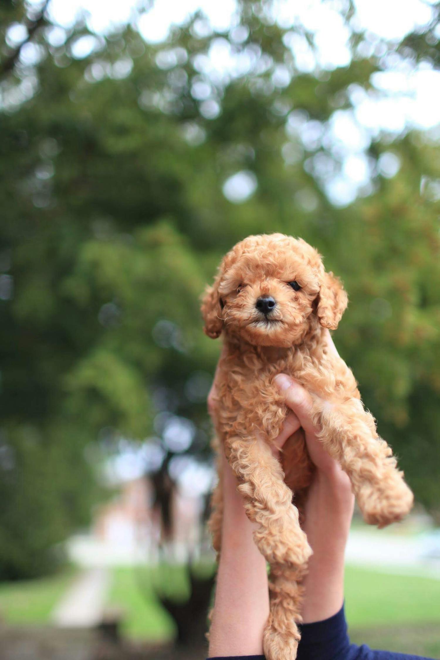 十大名犬排行榜2025最新排名前十名榜单出炉