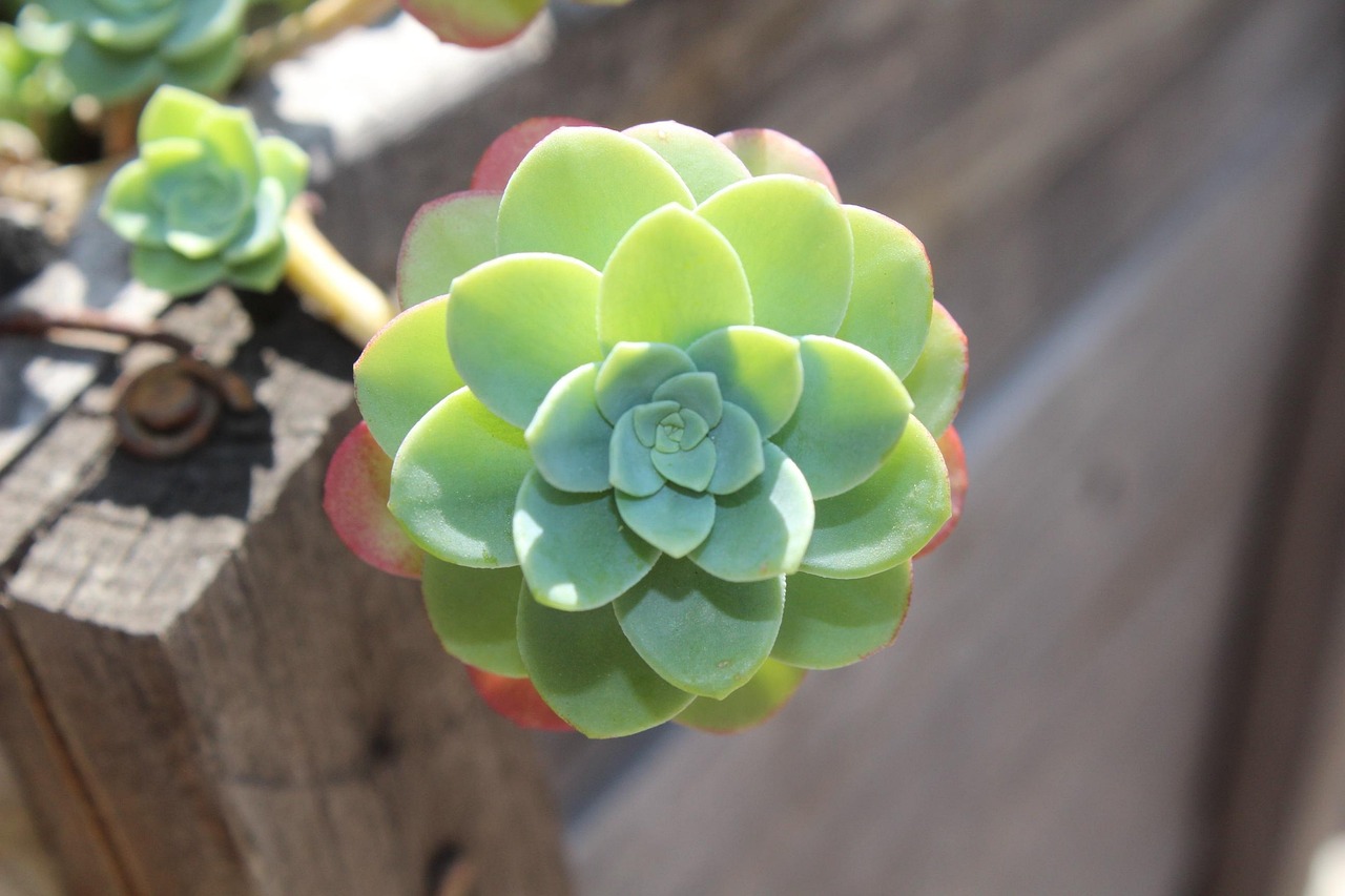 世界上特别漂亮的多肉植物2025年排名前十名榜单出炉