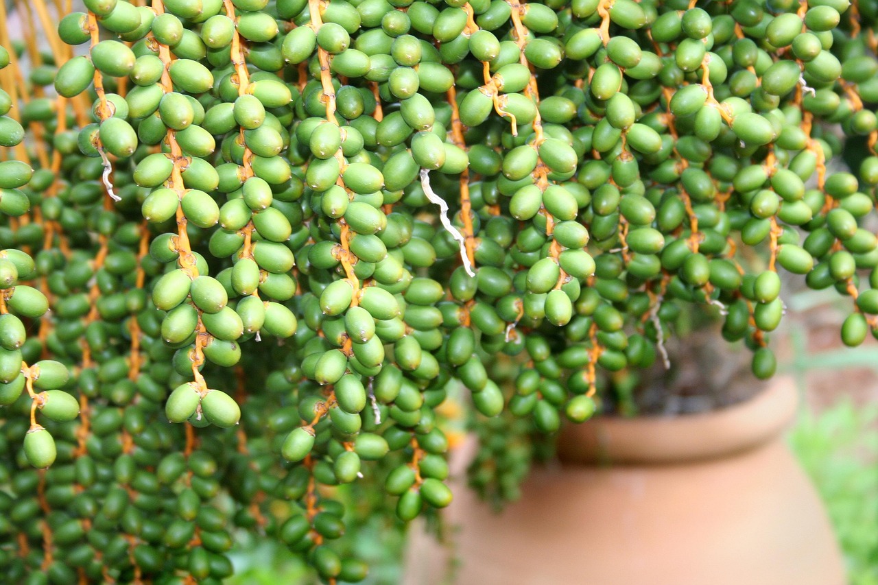 世界上特别漂亮的多肉植物2025年排名前十名榜单出炉