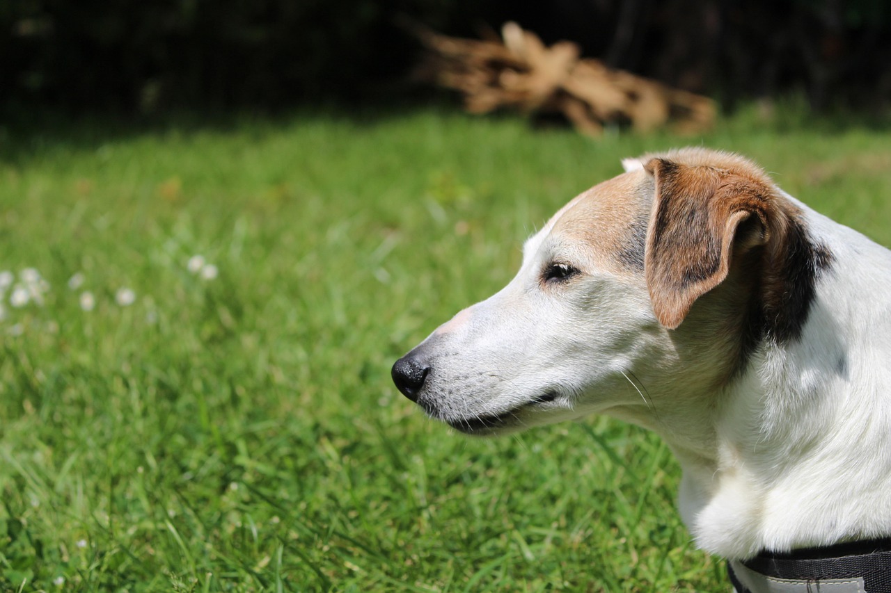 世界十大智商特别高的犬种2025年排名前十名榜单出炉