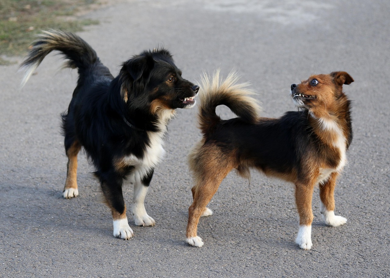 全球十大猎犬排行榜2025特别新排名前十名分析