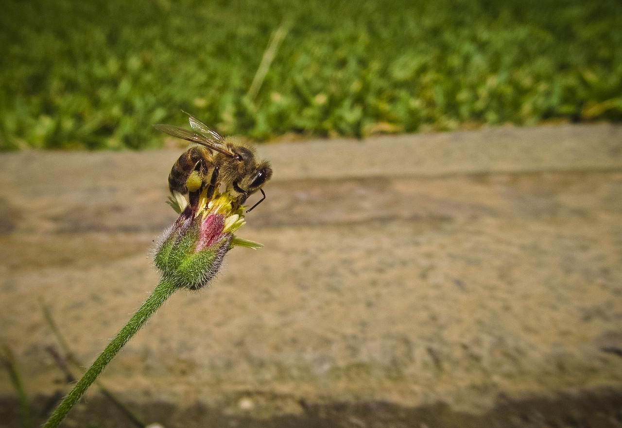 细支冬虫夏草香烟有几种 冬虫夏草的细支香烟排行榜一览