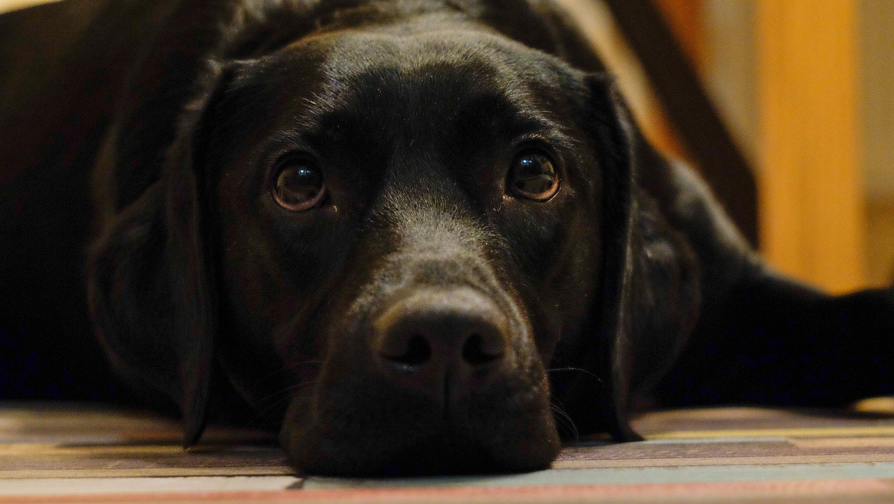 世界中型犬排行榜2025近期排名前十名分析