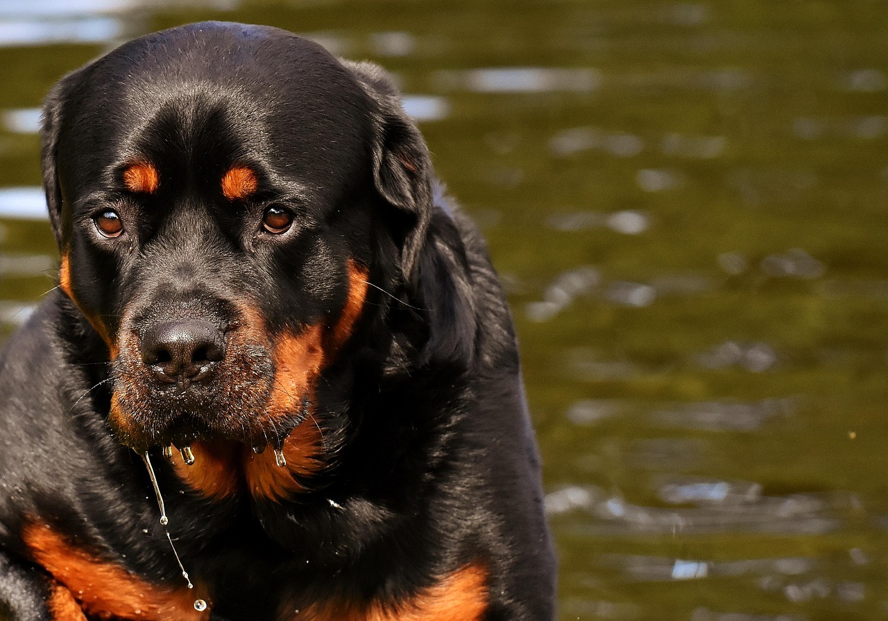 全球十大人气犬种排行榜2025年排名前十名榜单出炉