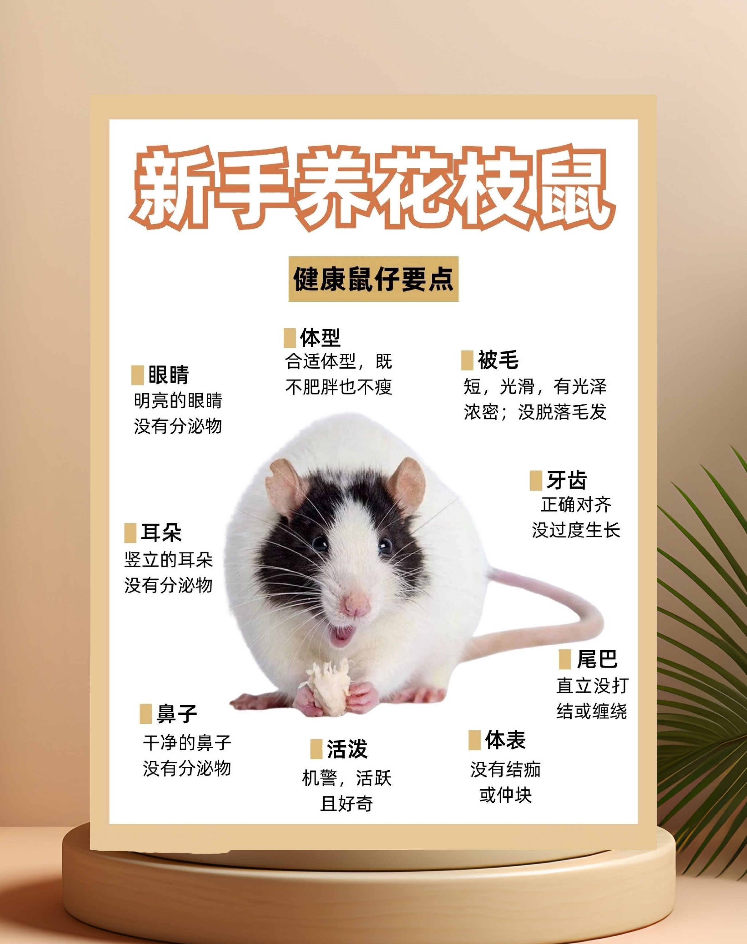 世界八大知名宠物鼠品种2025年排名前十名榜单出炉