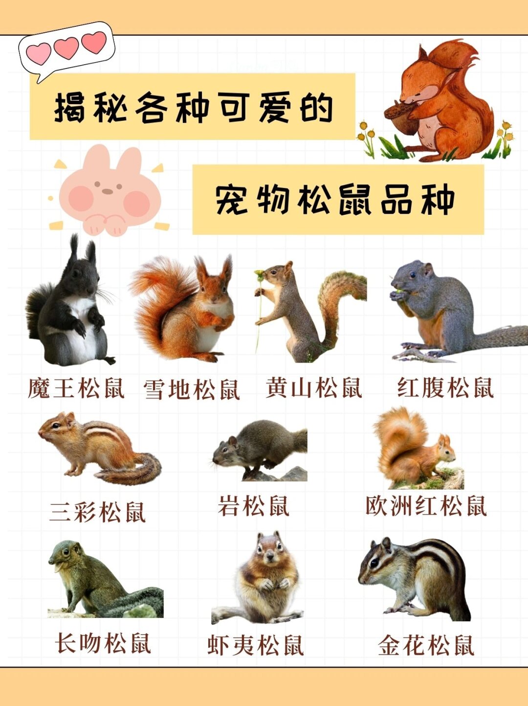 世界八大知名宠物鼠品种2025年排名前十名榜单出炉