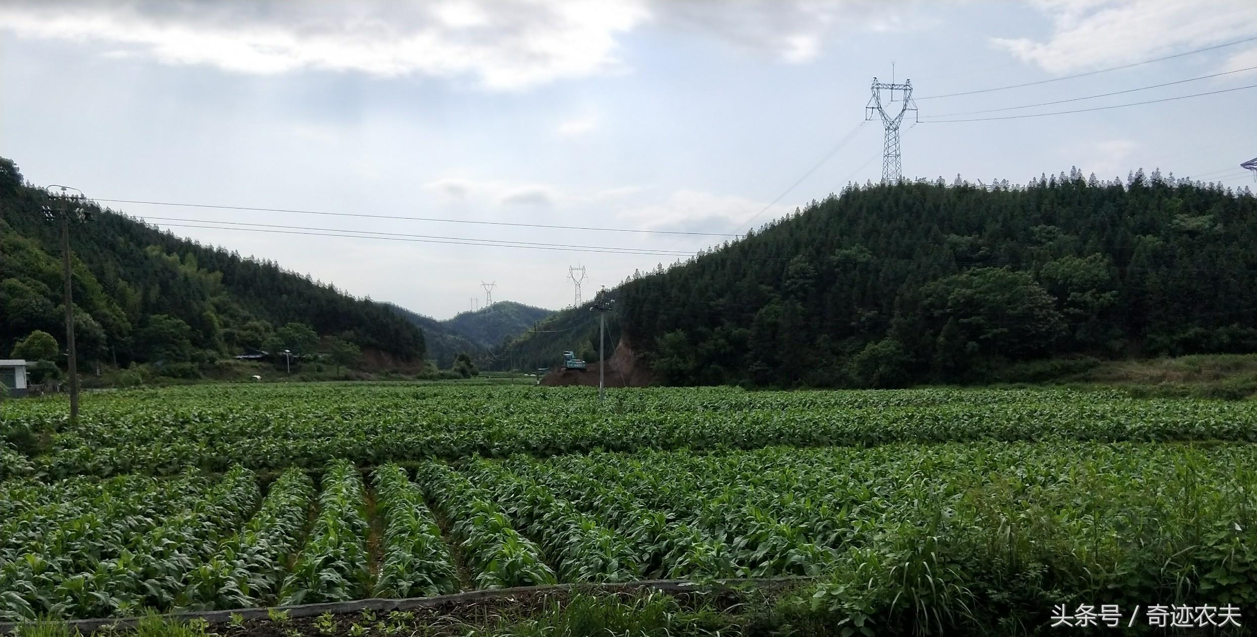 南京古都烟怎么样 南京古都香烟口感分析