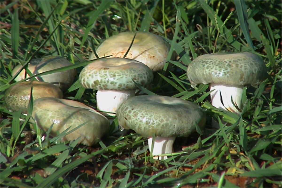 榜单出炉云南十大野生菌2025年排名前十名榜单出炉