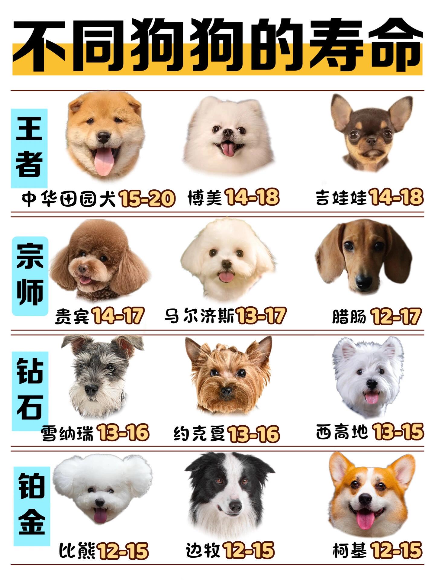 狗的平均寿命排行榜2025近期排名前十名分析