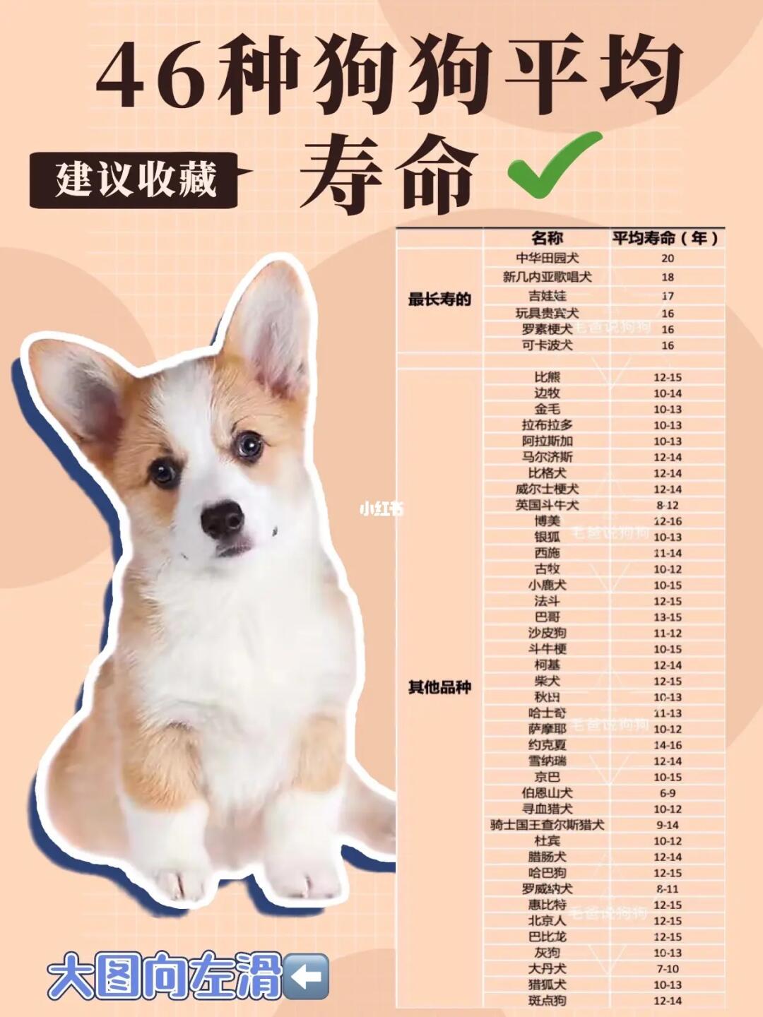狗的平均寿命排行榜2025近期排名前十名分析