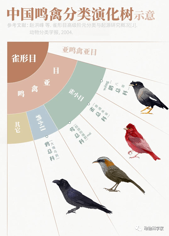 中国十大观赏鸟2025年排名前十名榜单出炉
