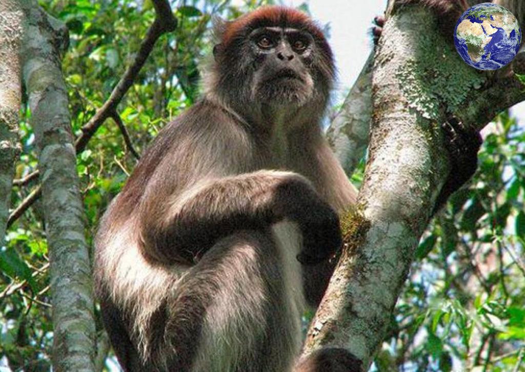 世界上特别珍稀的猴子2025年排名前十名榜单出炉