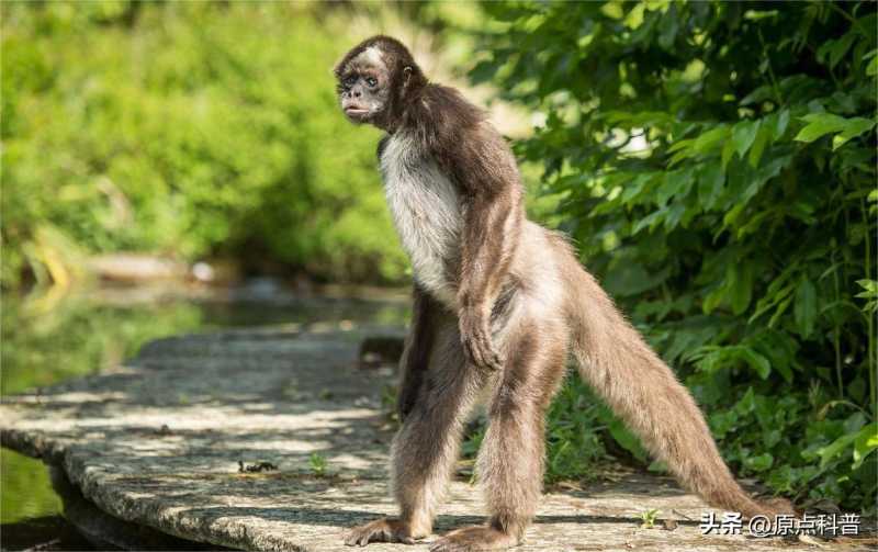世界上特别珍稀的猴子2025年排名前十名榜单出炉