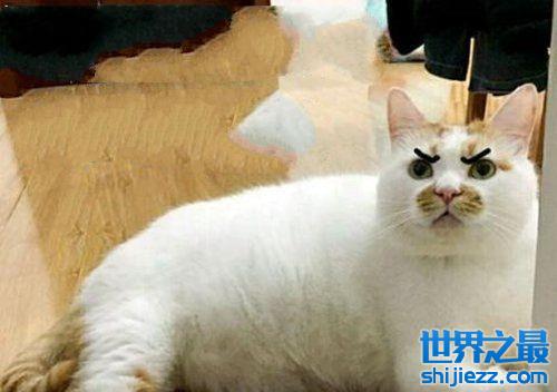 网红猫体长1米22025近期排名前十名分析