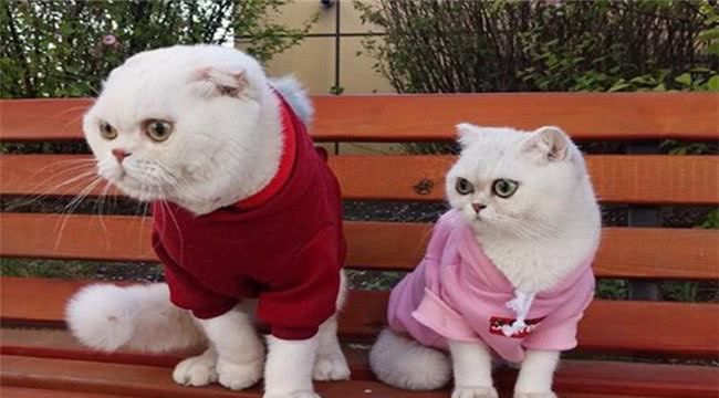 网红猫体长1米22025近期排名前十名分析