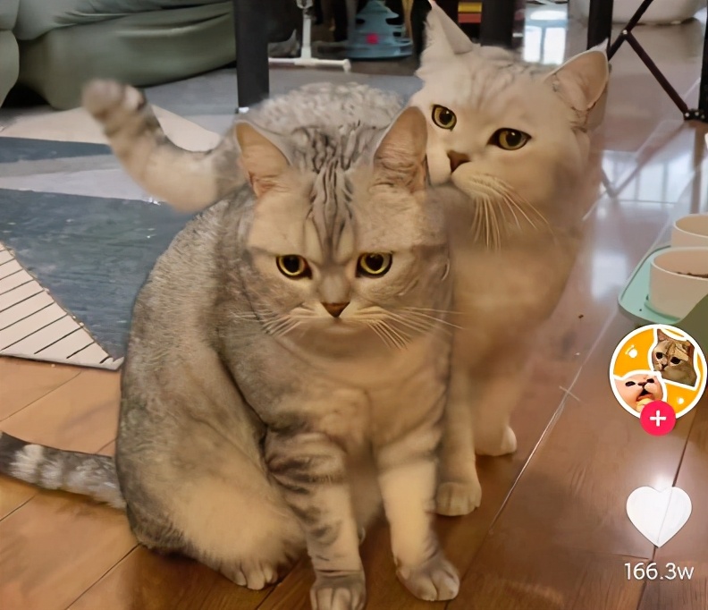 网红猫体长1米22025近期排名前十名分析