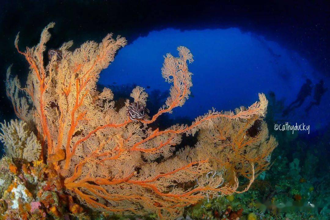 印尼海滩神秘生物2025近期排名前十名分析