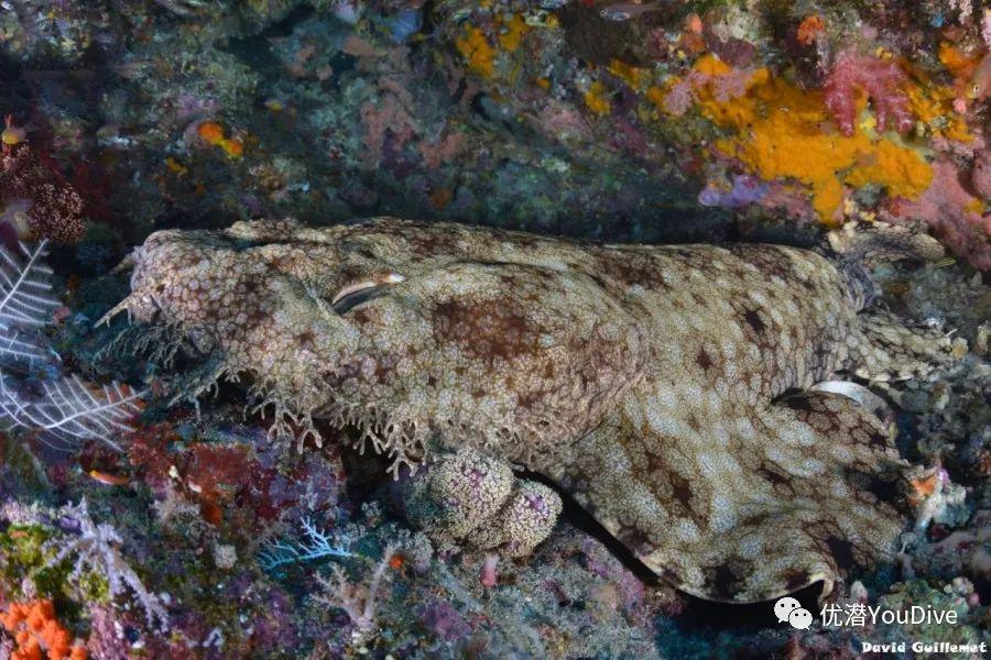 印尼海滩神秘生物2025近期排名前十名分析