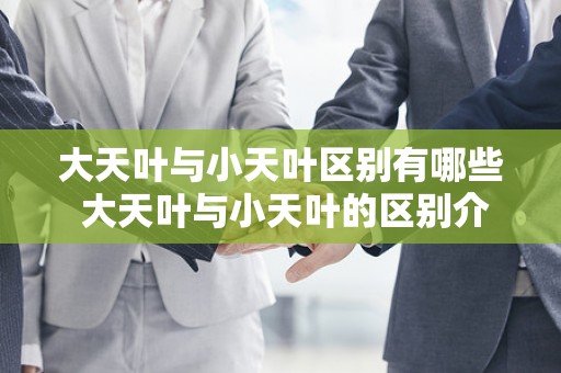 大天叶与小天叶区别有哪些 大天叶与小天叶的区别介绍