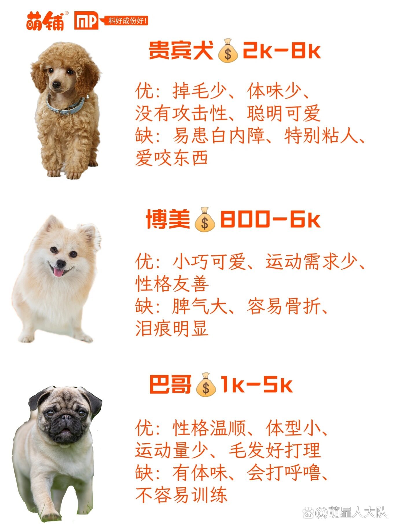 十大便宜好养的宠物狗2025近期排名前十名榜单出炉