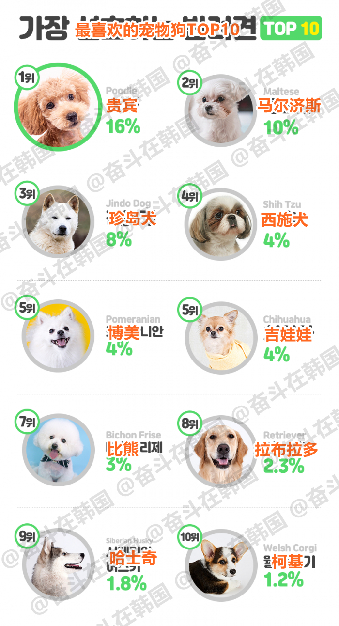 十大便宜好养的宠物狗2025近期排名前十名榜单出炉