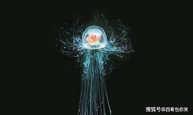 世界上特别强大的生物:第三永生2025年排名前十名榜单出炉