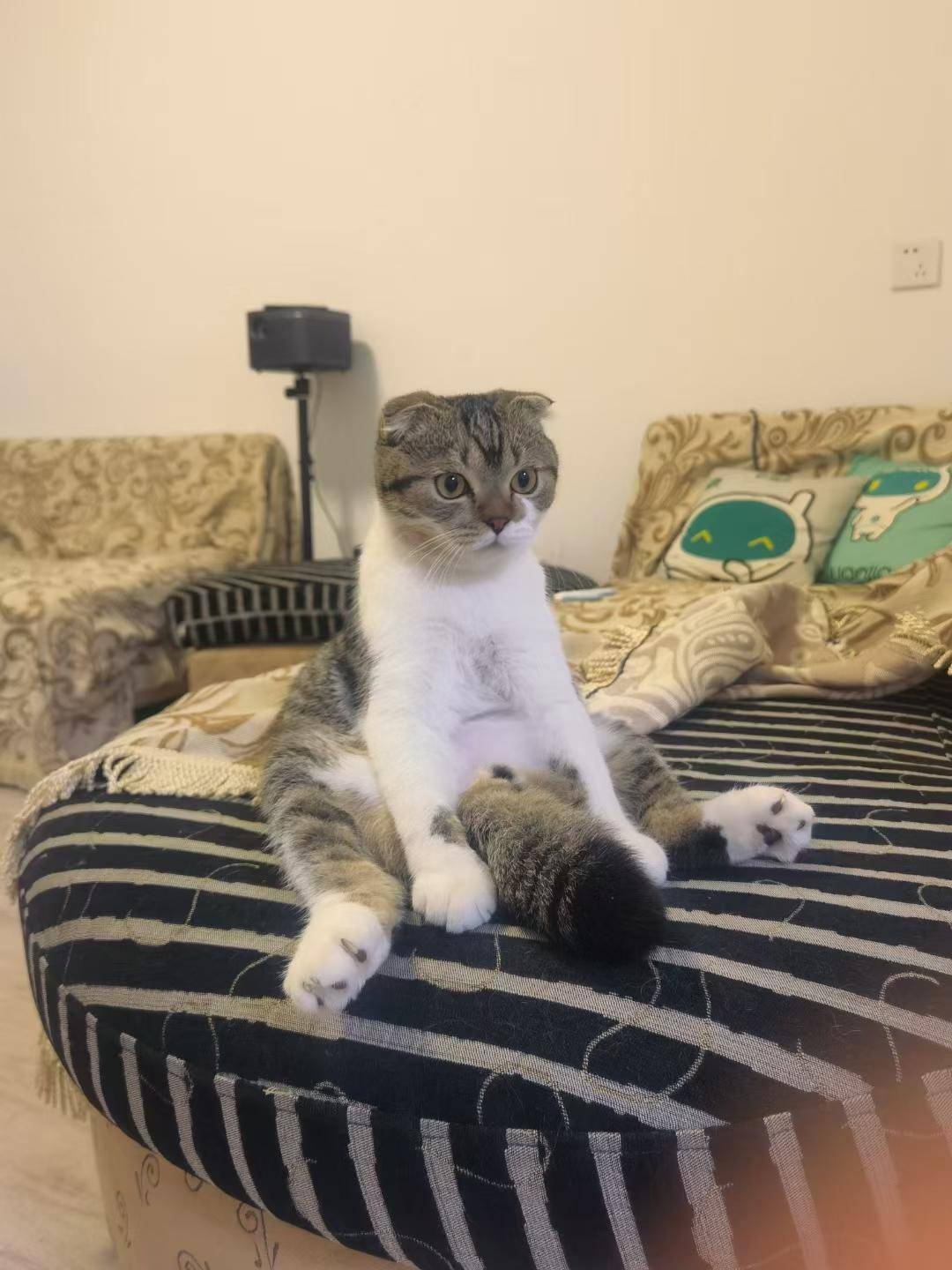 红河小熊猫世纪风价格及口感分析