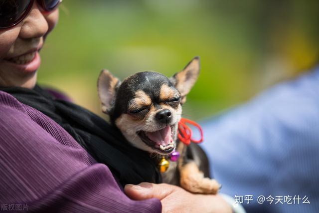 特别不忠心的五种狗2025年排名前十名榜单出炉