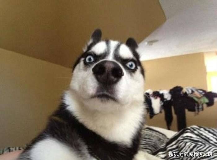 特别不忠心的五种狗2025年排名前十名榜单出炉