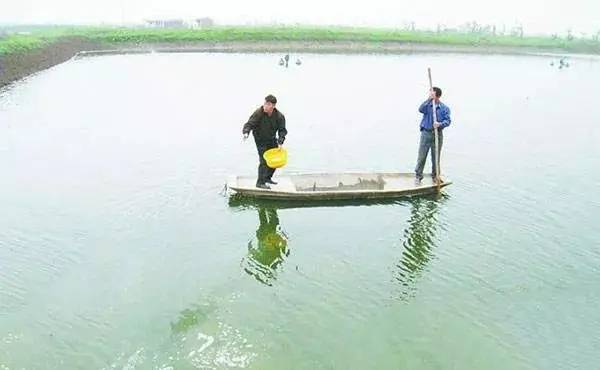 鱼塘平台补单安全措施解析