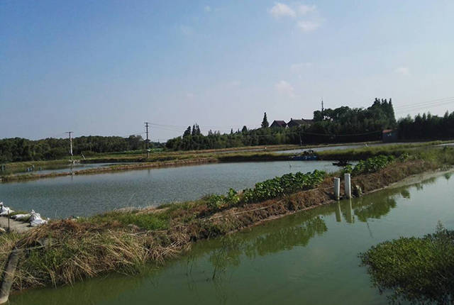 鱼塘平台补单安全措施解析