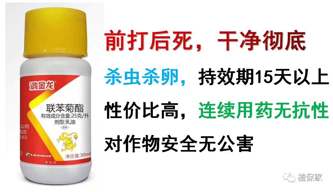 龙凤呈祥好运来怎么样 新品香烟龙凤呈祥好运来介绍一览