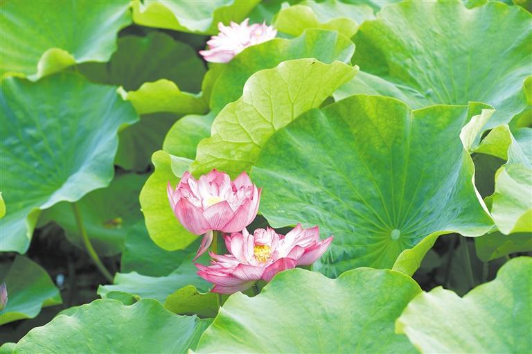 钻石软荷花怎么样 钻石软荷花口感测评2020 钻石软荷花怎么样 钻石软荷花口感测评2020