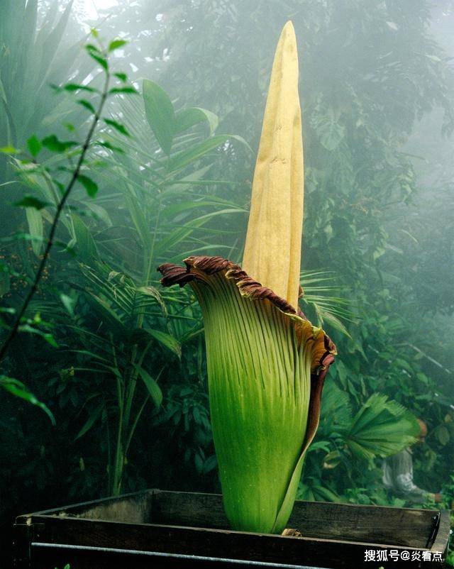 世界上特别奇特的草:顶尖可活1500年2025最新排名前十名榜单出炉