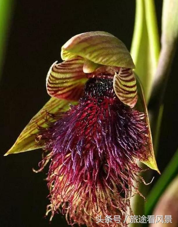 世界上特别奇特的草:顶尖可活1500年2025最新排名前十名榜单出炉