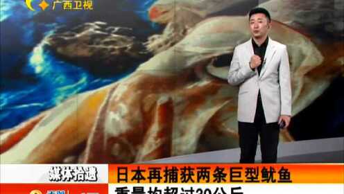 巨型鱼入侵日本2025近期排名前十名分析