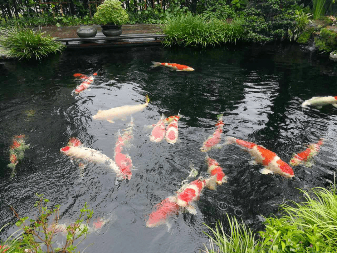 鱼塘补单效果深度解析 鱼塘补单效果深度解析