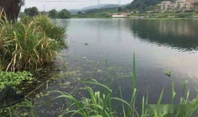 鱼塘补单效果深度解析 鱼塘补单效果深度解析