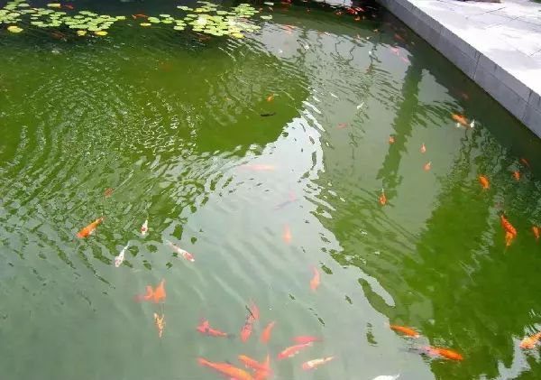 万人鱼塘补单平台,连接商家与消费者的新型桥梁 万人鱼塘补单平台,连接商家与消费者的新型桥梁