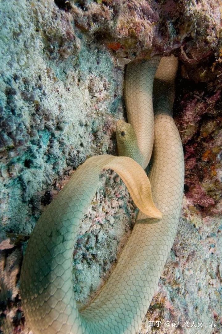 世界上十大特别毒海蛇2025最新排名前十名榜单出炉
