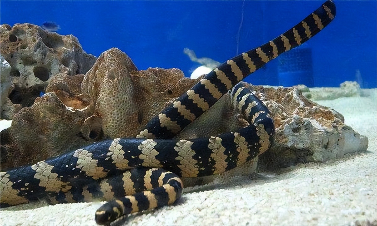 世界上十大特别毒海蛇2025最新排名前十名榜单出炉