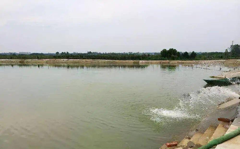 鱼塘补单真的安全吗？揭秘鱼塘补单的风险与应对之策