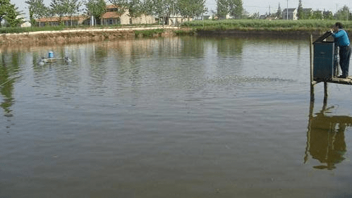 鱼塘补单真的安全吗？揭秘鱼塘补单的风险与应对之策